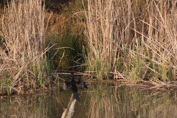 Photos taken in Rhino and Lion Nature Reserve, Krugersdorp, South Africa.