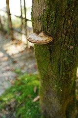 木の幹に生えているきのこ