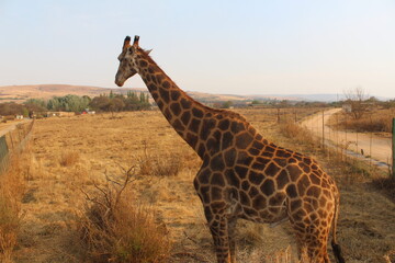 Photos taken in Rhino and Lion Nature Reserve, Krugersdorp, South Africa.