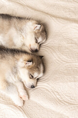 small husky puppies. they sleep sweetly on a light textured bedspread. copyspace