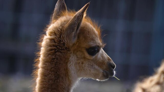 Close up of baby vicuna head