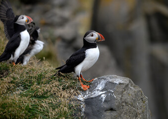 Fototapeta premium The Atlantic puffin, also known as the common puffin