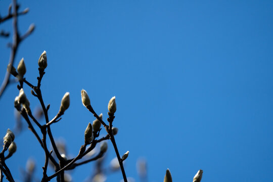 冬晴れの空に映える白木蓮(ハクモクレン)の花芽