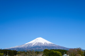 Fototapeta premium 朝霧高原からの富士山