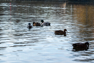 Enten im Herbst auf einem Teich in einer Parkanlage.