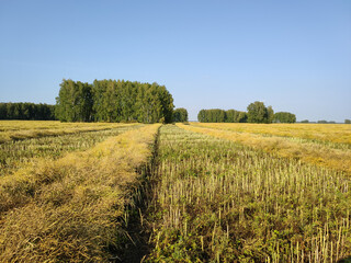 Processed meadow. Repaired fields. Sum