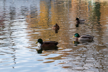 Enten im Herbst auf einem Teich in einer Parkanlage.