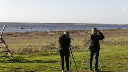 Hobby Ornithologen am Meer bei der Vogelbeobachtung