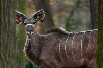 Greater Kudu - Tragelaphus strepsiceros, large striped antelope from African savannas, Etosha...