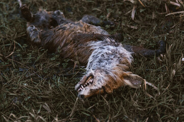 Fototapeta Szkielet padlina dzikiej zwierzyny lisa leżący na polu obraz