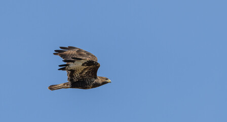 common buzzard (Buteo buteo) in flight