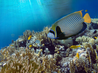 Fototapeta na wymiar Coral Reef Scene with Tropical Fish in sunlight. Ecosystem, Red Sea