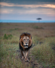 Naklejka na ściany i meble African Male Lion photographed in Masai Mara of Kenya