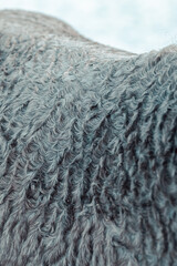 Outdoor Winter Walk
Long and merry horses