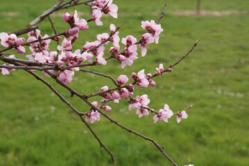 spring, cherry blosoom, pink, flower