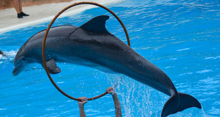 dolphin aro © David S