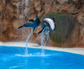 Fototapeta premium dolphins jumping out of water