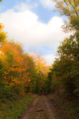 autumn in the forest