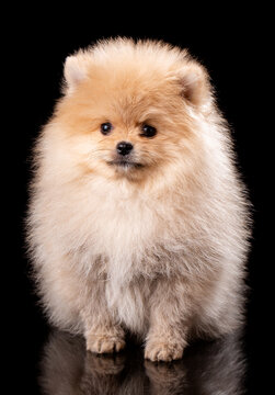 Cute little pomeranian spitz puppy sitting on a black background.