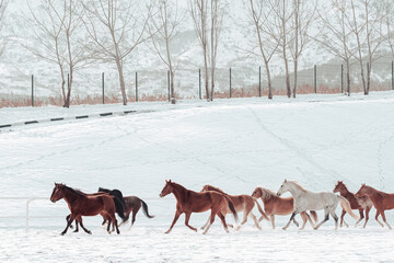 Outdoor Winter Walk
Long and merry horses