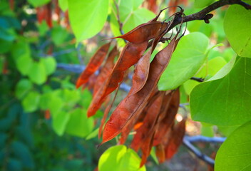Nature and flora of the Republic of Abkhazia. 
