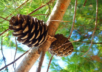 Nature and flora of the Republic of Abkhazia. 