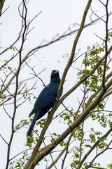 Male Asian Koel perching on a tree branch.