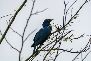 Male Asian Koel perching on a tree branch.
