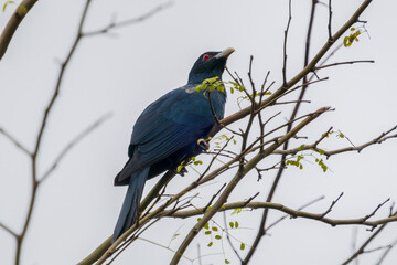 Male Asian Koel perching on a tree branch.