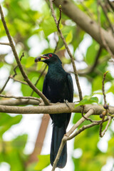 Male Asian Koel putting fruit in his mouth perching on a tree branch.