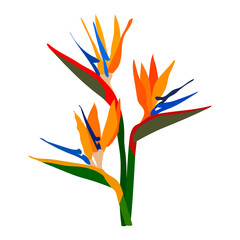 Strelitzia orange tropical flower isolated on white background. Exotic tropical strelitzia flower or bird of paradise. Vector illustration for print greeting card, poster, website design