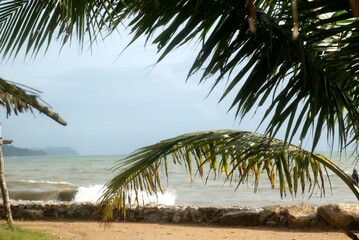 palm beach tree sea asia holiday 
