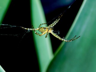 spider on a web