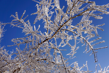 Icy tree branches in the sunlight