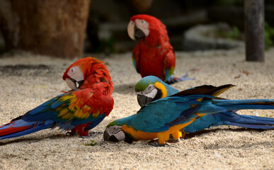 Macaw Parrot Blue and Red Beautiful pets