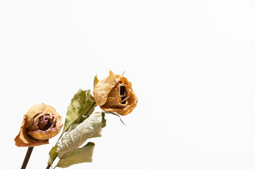 バラのドライフラワー