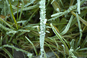 Filo d'erba ghiacciato cristallizzato