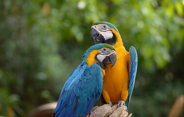 Macaw Parrot Blue and Yellow Beautiful pets