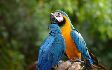 Macaw Parrot Blue and Yellow Beautiful pets