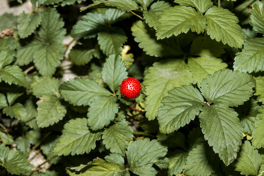 Mock Strawberry (Duchesnea indica) in garden