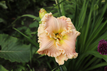 Obraz premium Jacqueline Kennedy, Onasis.Luxury flower daylily in the garden close-up. The daylily is a flowering plant in the genus Hemerocallis. Edible flower.