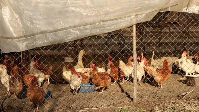 poultry house behind a mesh fence under a polyethylene roof with walking chickens, roosters, geese and ducks, a farm pen with outdoor poultry, a fragment of village rural life - Powered by Adobe