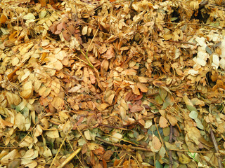 piles of yellowed mahogany leaves soaked with rainwater