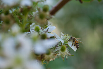 A bee collects nectar from a white blackberry flower.