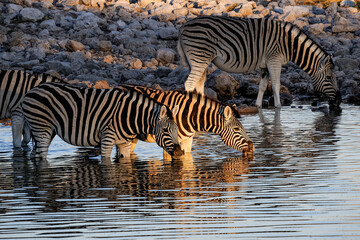 Fototapeta na wymiar Burchells zebras drinking