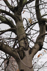 tree in autumn