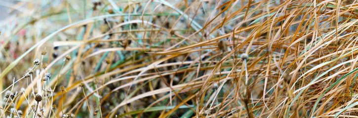 close up of grass。 panoramic view of  dry grass. early winter image. 