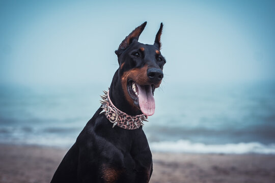 Dobermann im Portr&auml;t isoliert