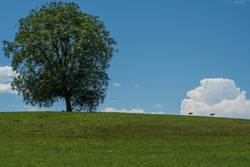 Fototapeta na wymiar Baum mit Störchen