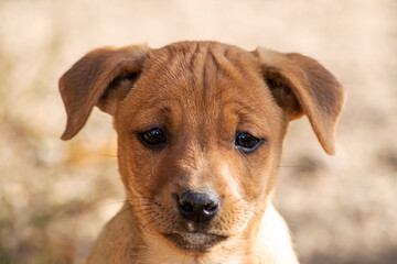Puppy Shepherd. A large portrait. View from the front. Summer in nature under the midday sun. Crimea.